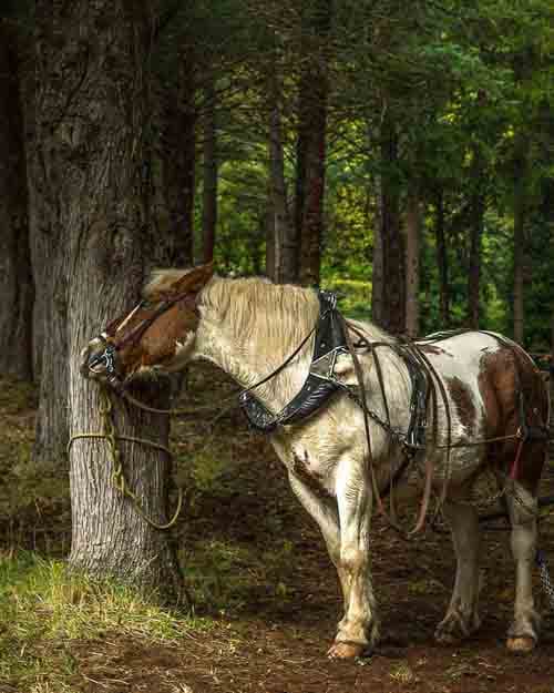 Traditional Farming