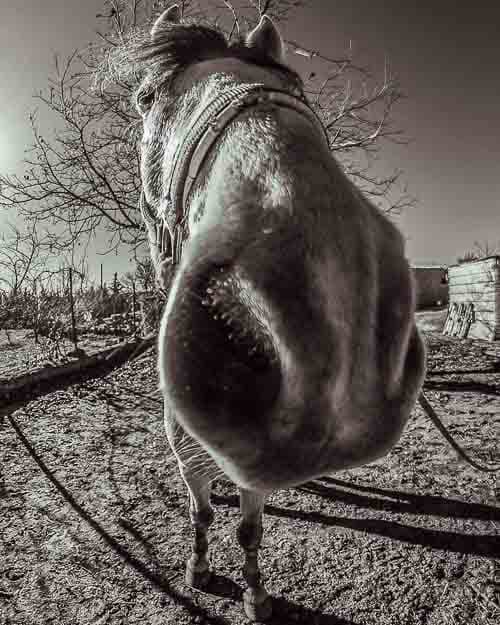 Millan's Horse