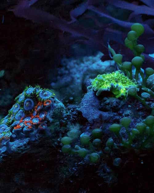 Kali's Fishtanks